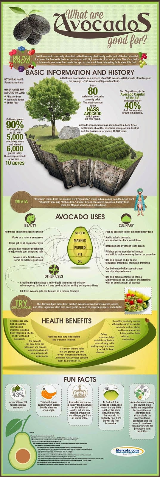 Avocado Uses Health Benefits